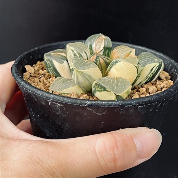 楽天市場】多肉植物：ハオルチア 鮮明黄色斑 コレクタ錦*幅6.5cm