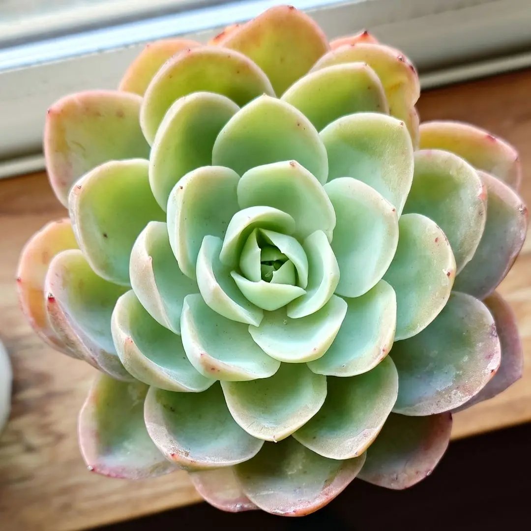 2026年最新】メローイエロー 多肉の人気アイテム - メルカリ